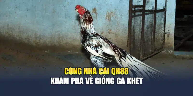 Cùng nhà cái QH88 khám phá về giống gà khét