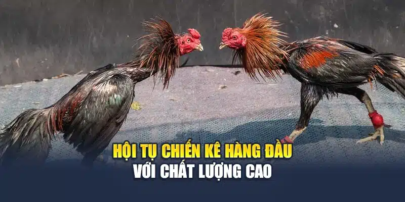Hội tụ chiến kê hàng đầu với chất lượng cao