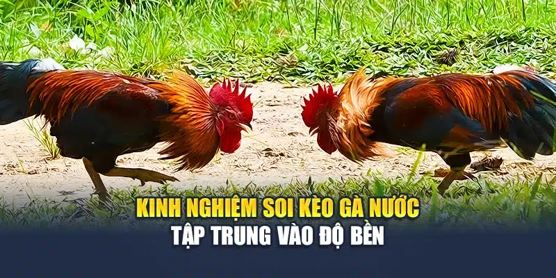 Kinh nghiệm soi kèo gà nước tập trung vào độ bền