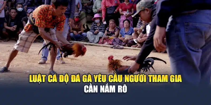 Luật cá độ đá gà yêu cầu người tham gia cần nắm rõ