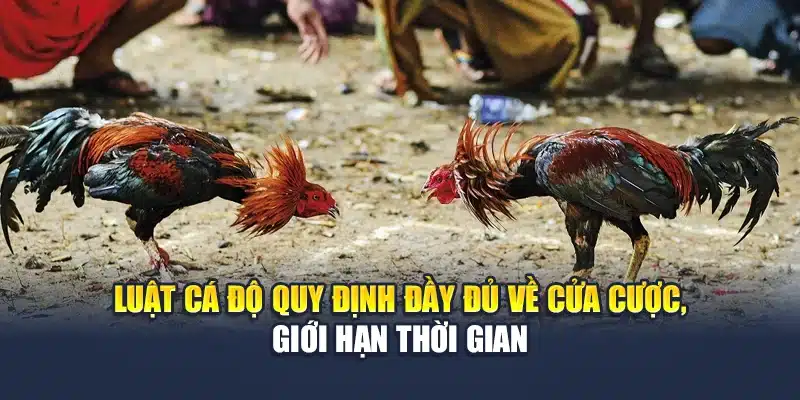 Luật cá độ quy định đầy đủ về cửa cược, giới hạn thời gian