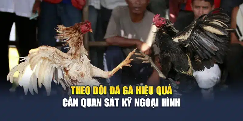 Theo dõi đá gà hiệu quả cần quan sát kỹ ngoại hình