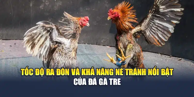 Tốc độ ra đòn và khả năng né tránh nổi bật của đá gà tre