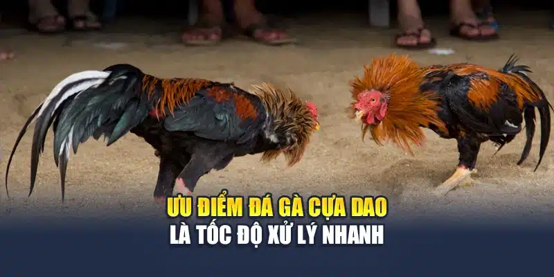Ưu điểm đá gà cựa dao là tốc độ xử lý nhanh